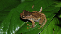 井冈纤树蛙<i>Gracixalus jinggangensis</i>