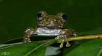弄岗纤树蛙<i>Gracixalus nonggangensis</i>