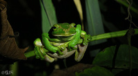 棕褶树蛙<i>Zhangixalus feae</i>