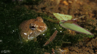 岭南浮蛙<i>Occidozyga lingnanica</i>