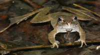 桑植蛙<i>Rana sangzhiensis</i>