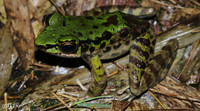 合江臭蛙<i>Odorrana hejiangensis</i>