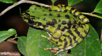 光雾臭蛙<i>Odorrana kuangwuensis</i>