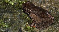 瓦屋角蟾<i>Atympanophrys wawuensis</i>