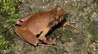 炳灵角蟾<i>Boulenophrys binlingensis</i>