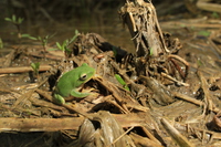 丽水树蛙<i>Zhangixalus lishuiensis</i>