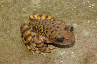 大齿蟾<i>Oreolalax major</i>