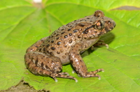 宝兴齿蟾<i>Oreolalax popei</i>