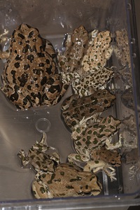 札达蟾蜍<i>Bufotes pseudoraddei</i>