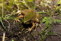 布兰福棘蛙<i>Nanorana blanfordii</i>