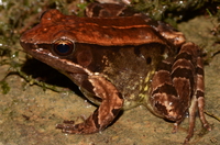林琴蛙<i>Nidirana lini</i>