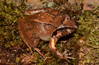 铜色棘肛蛙<i>Nanorana aenea</i>