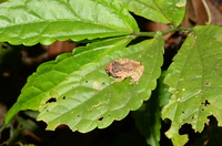 金秀纤树蛙<i>Gracixalus jinxiuensis</i>