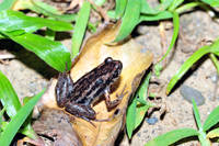 史氏小姬蛙<i>Micryletta steinegeri</i>