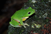 台北树蛙<i>Zhangixalus taipeianus</i>