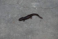 张氏肥螈<i>Pachytriton changi</i>