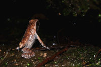 南澳岛角蟾<i>Boulenophrys insularis</i>