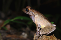墨脱角蟾<i>Xenophrys medogensis</i>