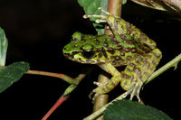 安龙臭蛙<i>Odorrana anlungensis</i>
