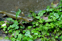 中国小鲵<i>Hynobius chinensis</i>