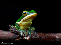 白线树蛙<i>Zhangixalus leucofasciatus</i>