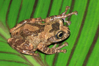盈江棱鼻树蛙<i>Nasutixalus yingjiangensis</i>