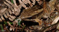 南昆山琴蛙<i>Nidirana nankunensis</i>