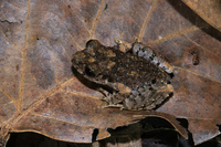 盈江掌突蟾<i>Leptobrachella yingjiangensis</i>