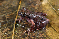 紫棕掌突蟾<i>Leptobrachella purpurus</i>