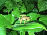 白颊费树蛙<i>Feihyla palpebralis</i>