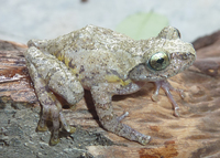 田林纤树蛙<i>Gracixalus tianlinensis</i>
