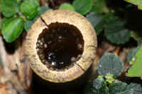 广东纤树蛙<i>Gracixalus guangdongensis</i>