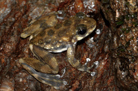 云开湍蛙<i>Amolops yunkaiensis</i>