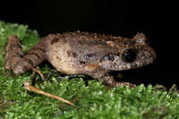 云开掌突蟾<i>Leptobrachella yunkaiensis</i>