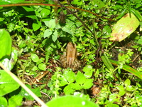 瑶琴蛙<i>Nidirana yaoica</i>