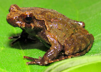 宾川角蟾<i>Boulenophrys binchuanensis</i>