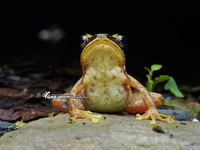 文山湍蛙<i>Amolops wenshanensis</i>