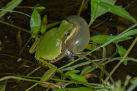 秦岭雨蛙<i>Hyla tsinlingensis</i>