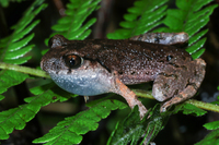 毕节掌突蟾<i>Leptobrachella bijie</i>