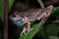 紫腹掌突蟾<i>Leptobrachella purpuraventra</i>