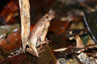 九连山角蟾<i>Boulenophrys jiulianensis</i>