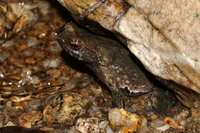 南昆山角蟾<i>Boulenophrys nankunensis</i>