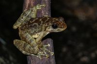 逸仙湍蛙<i>Amolops yatseni</i>