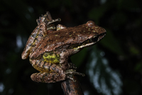 水城湍蛙<i>Amolops shuichengicus</i>