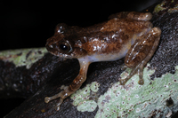 云南纤树蛙<i>Gracixalus yunnanensis</i>