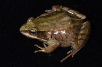 胫腺蛙<i>Rana shuchinae</i>