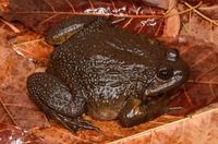 四川棘蛙<i>Nanorana sichuanensis</i>
