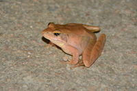 大别山林蛙<i>Rana dabieshanensis</i>