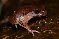 莽山掌突蟾<i>Leptobrachella mangshanensis</i>