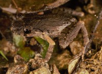 武陵掌突蟾<i>Leptobrachella wulingensis</i>